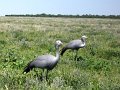 grues bleues 01 Etosha